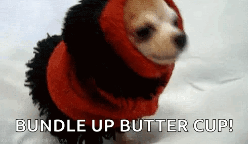 Small Dog In Red Sweater Bundle Up Butter Cup GIF