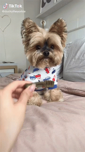 A Small Dog Wearing A Shirt With Cars On It Is Being Brushed By A Person GIF