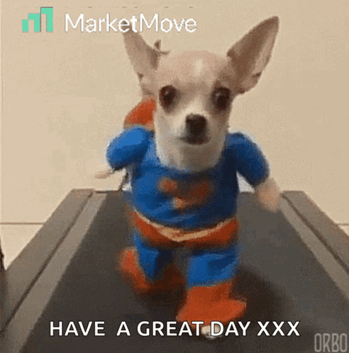 A Small Dog Wearing A Superman Costume Is Running On A Treadmill .. GIF