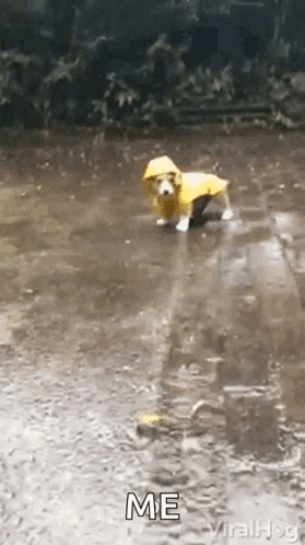A Small Dog Wearing A Yellow Raincoat Is Standing In A Puddle . GIF