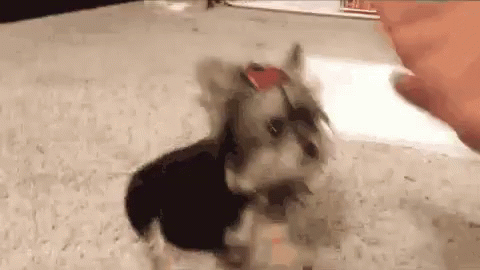 A Small Dog Wearing Sunglasses And A Bow Tie Is Being Petted By A Person . GIF