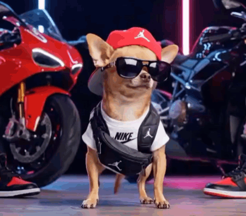 A Small Dog Wearing Sunglasses And A Hat Is Standing In Front Of A Motorcycle . GIF