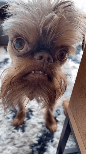 A Small Dog With A Beard And A Very Strange Face GIF