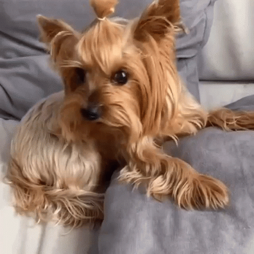 A Small Dog With A Ponytail Is Laying On A Couch Looking At The Camera . GIF