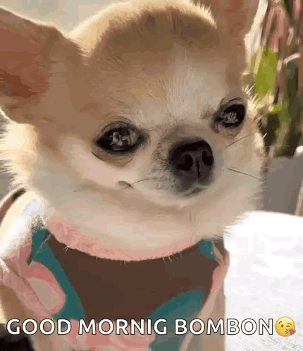 A Small Dog With A Scarf Around Its Neck Says Good Mornig Bombon . GIF