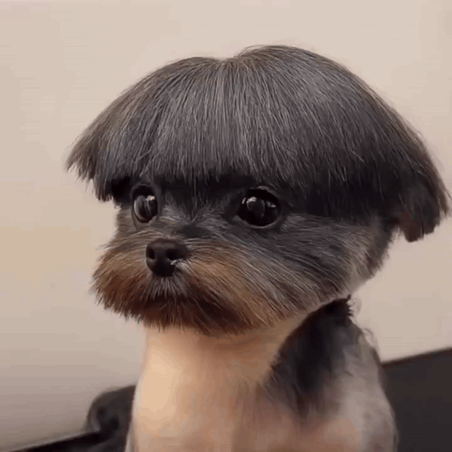 A Small Dog With A Very Short Haircut On Its Head GIF