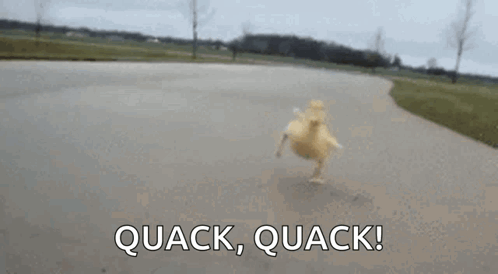 A Small Duck Is Running Down A Road With The Words Quack Quack . GIF