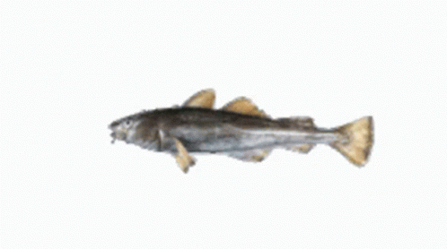 A Small Fish Is Swimming On A White Background GIF