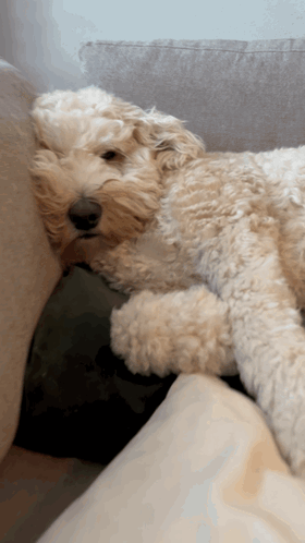 A Small Fluffy Dog Laying On A Couch GIF