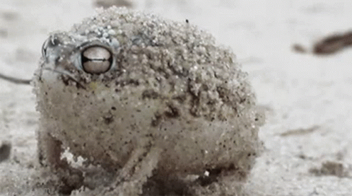 A Small Frog Covered In Sand Looks At The Camera GIF