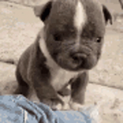 A Small Gray And White Puppy Is Sitting On A Person 'S Lap . GIF