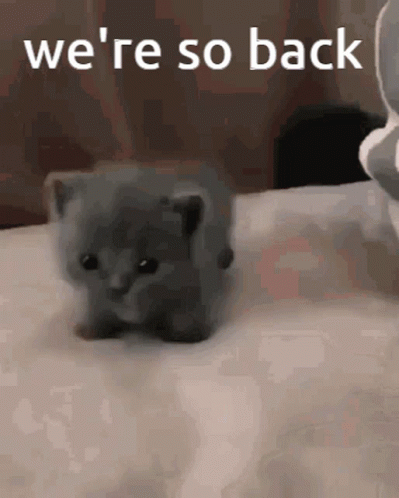 A Small Gray Kitten Is Sitting On A Bed With The Words `` We 'Re So Back '' Written On The Bottom . GIF