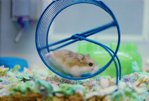 A Small Hamster Is Running In A Blue Wheel GIF