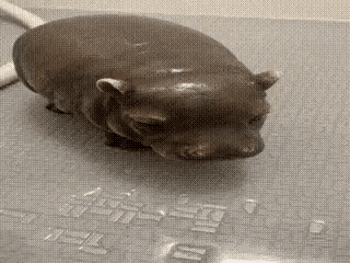 A Small Hippopotamus Is Standing On A Bath Mat . GIF