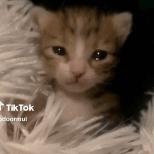 A Small Kitten Is Laying On A White Blanket With Tik Tok Written On The Bottom GIF