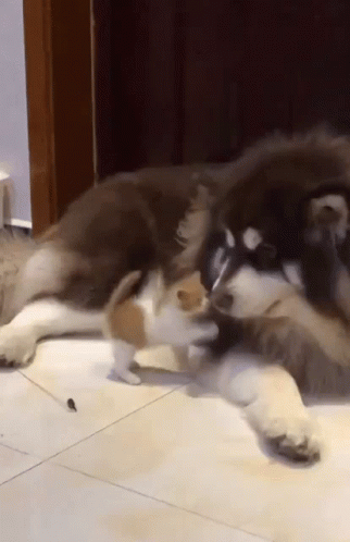 A Small Kitten Is Playing With A Large Dog On A Tile Floor . GIF
