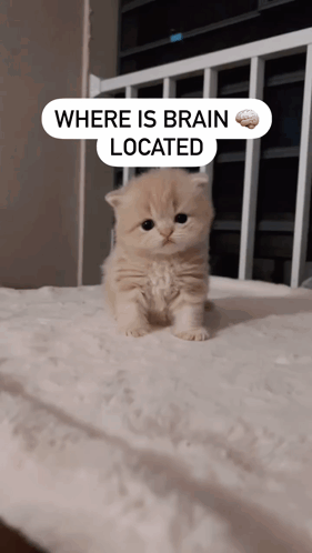 A Small Kitten Is Sitting On A Bed With A Sign That Says Where Is Brain Located GIF
