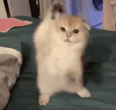 A Small Kitten Is Standing On Its Hind Legs On A Bed . GIF