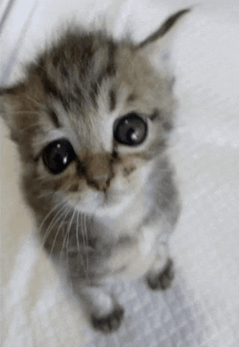 A Small Kitten Looking Up At The Camera With A White Background GIF