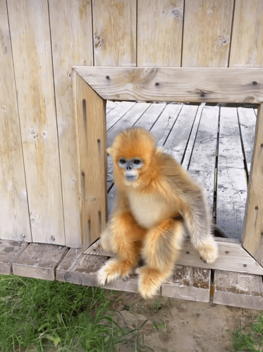 A Small Monkey Is Sitting On A Wooden Ledge GIF