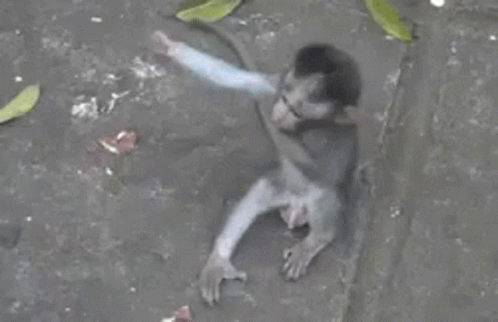 A Small Monkey Is Sitting On The Ground With Its Arm Outstretched . GIF