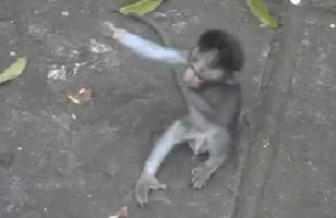 A Small Monkey Is Sitting On The Ground With Leaves Around It GIF