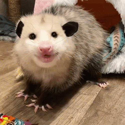 A Small Opossum Is Standing On A Wooden Floor GIF