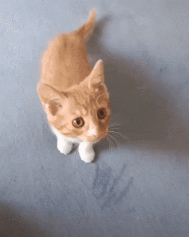 A Small Orange And White Kitten Looking Up At The Camera GIF