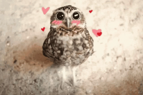 A Small Owl With Hearts Around It 'S Neck And Face GIF