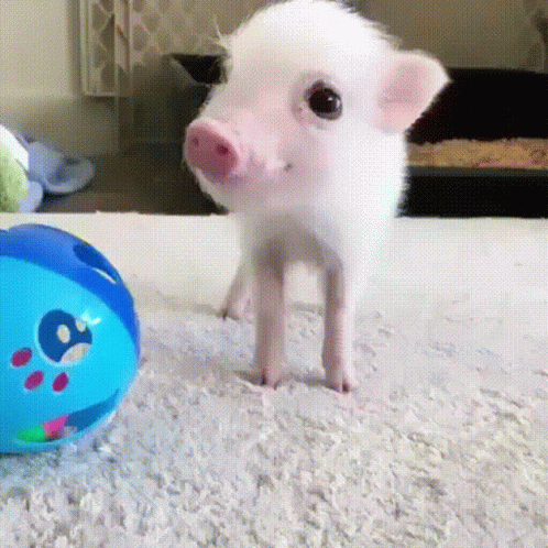 A Small Pig Is Standing Next To A Blue Ball On A Carpet . GIF