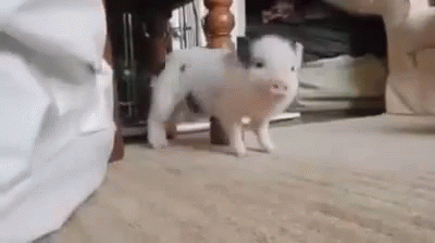 A Small Pig Is Walking On The Floor In A Living Room . GIF