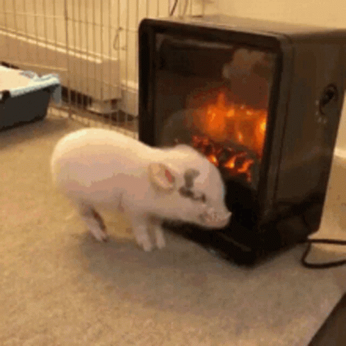 A Small Pig Standing Next To A Fireplace . GIF