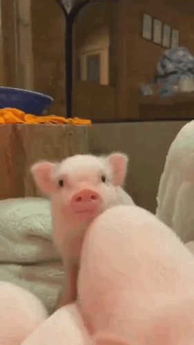 A Small Pink Pig Is Standing Next To A Large Pink Pig . GIF