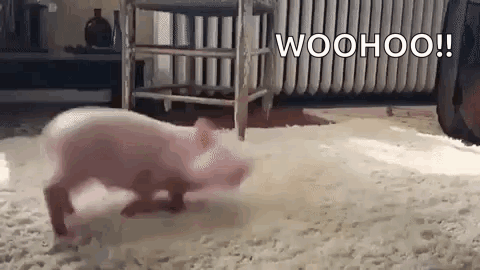 A Small Pink Pig Is Walking On A White Rug In A Living Room . GIF