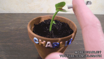 A Small Plant In A Pot With The Name Charlie On It GIF
