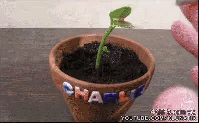 A Small Plant Is Growing In A Pot With The Name Charlie Written On It GIF