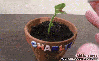 A Small Plant Is Growing Out Of A Pot That Says Charlie GIF