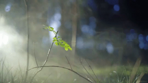 A Small Plant Is Growing Out Of The Ground In The Fog GIF