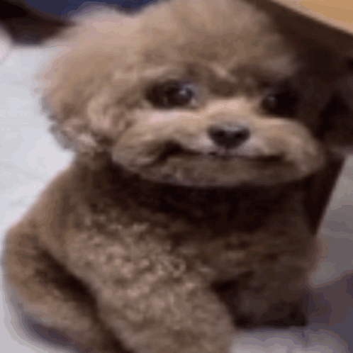 A Small Poodle Is Sitting Under A Table And Looking At The Camera . GIF