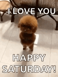 A Small Poodle Is Standing On Its Hind Legs On A Tiled Floor . GIF