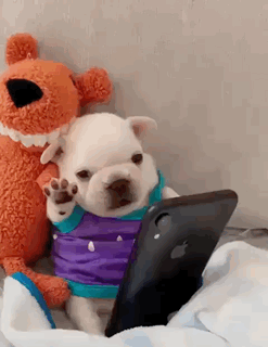 A Small Puppy Is Sitting Next To A Stuffed Animal And A Cell Phone . GIF