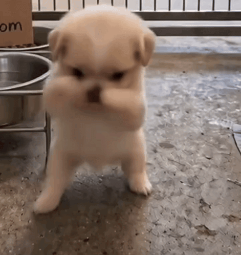 a small puppy is standing in front of a cardboard box that says " om " on it