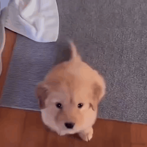 A Small Puppy Is Standing On A Rug On A Wooden Floor And Looking Up At The Camera . GIF