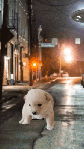 A Small Puppy Is Walking Down A Street With A Sign That Says Lyman Street GIF