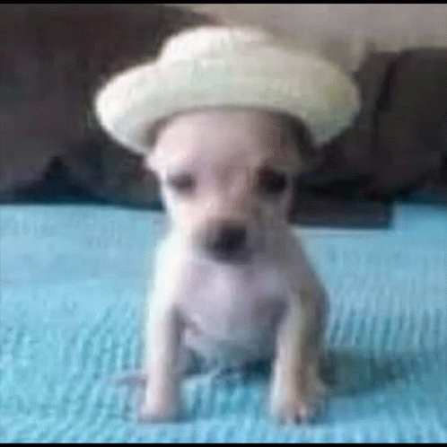 A Small Puppy Wearing A Cowboy Hat Is Sitting On A Bed . GIF