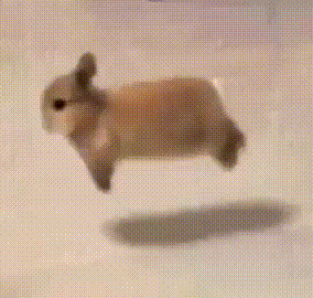 A Small Rabbit Is Jumping In The Air . GIF