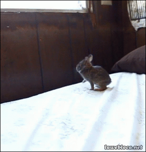 A Small Rabbit Is Standing On A Bed With The Website Laweblog.net In The Bottom Right Corner GIF