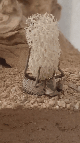 A Small Sculpture Of A Sheep Is Sitting On A Pile Of Gravel GIF