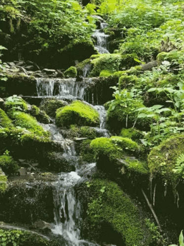 A Small Waterfall Surrounded By Mossy Rocks And Plants GIF