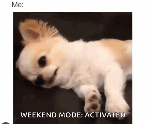 A Small White And Brown Dog Is Laying On Its Back On A Bed . GIF